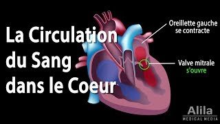 La Circulation du Sang dans le Coeur Animation [upl. by Hcnarb]