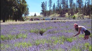 Lavender Festival  Spokane WA [upl. by Ennail63]