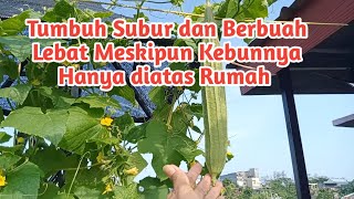 Tumbuh Subur dan Bisa Berbuah meskipun Hanya ditanam di dalam Pot [upl. by Nnadroj416]