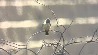 Female Vermilion Flycatcher [upl. by Nnywg]