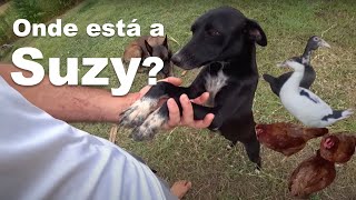 O paradeiro da Suzy  A VERDADE Canal cães em nossa vida [upl. by Wesla]