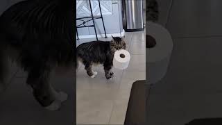 ThOsE KraZy KRitTeRs episode 65 shorts funnyanimals viral comedy [upl. by Scrivenor]