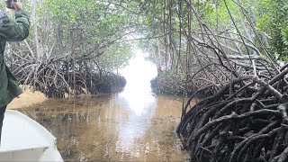 Wisata Mangrove Nusa Lembongan [upl. by Ohara]