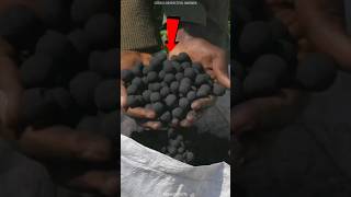 These Black Seed Balls Can Grow Entire Forest😱 [upl. by Atteve]