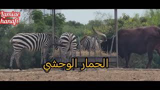 Partie 2 de jardin Zoologique rabatحديقة الحيوانات في مدينة الرباط الجزء التاني 🔴🔴 [upl. by Sualokcin87]