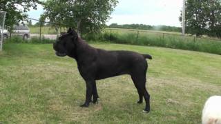 Cane Corso Of Troy Disturbia [upl. by Barry]