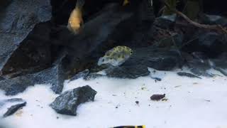 Feeding Bloodworms to Green Spot Puffer Fish [upl. by Saxela]