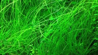 HOW TO PLANT ELEOCHARIS PARVULADwarf Hairgrass [upl. by Liggett198]