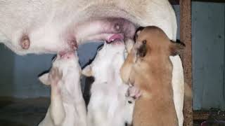 Lula Adorable Puppies after milk feeding then sleep  Lua the cart [upl. by Bensen]