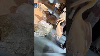 BIRD TRYING TO EAT GAINT MOUSE 😂 shortsfeed memes funnymemes youtubeshorts viral trend [upl. by Reniti]