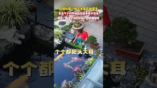 阿姨吆喝一声准备喂鱼，拿出勺子的那一刻就知道事情不简单…… 搞笑鱼 萌宠 [upl. by Clair]