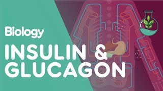 Insulin and Glucagon  Physiology  Biology  FuseSchool [upl. by Ad]