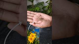 Tithonia flower seed se kese grow kareWinter flowerSeedling growingHow to grow tithonia from seed [upl. by Leacim]