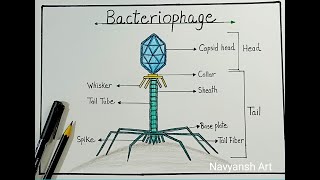 Bacteriophage labeled diagram drawingHow to draw a neat labeled diagram of Bacteriophage virus [upl. by Kamerman]