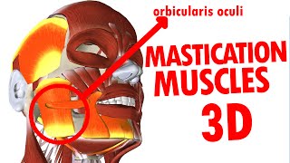 Muscles of Mastication  Jaw And Mandible  Face Anatomy part 3 [upl. by Quintie219]