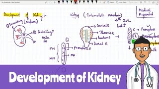 Development of Kidney [upl. by Leuamme]