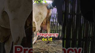 pregnancy चेक गर्दैractum palpation in cowpregnant cow checking cow dairyfarming [upl. by Dierolf]