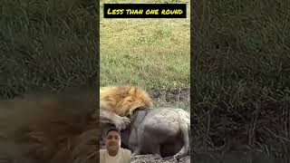 Lion vs Wildebeest in Intense Muddy Battlequot [upl. by Ayikin]