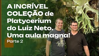 A mais INCRÍVEL coleção de PLANTAS AULA MAGNA do Luiz Neto sobre Platycerium Episódio 2 [upl. by Annairt]