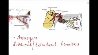 Oculomotor nerve3rd cranial nerveOphthalmologyCN IIIBenedictNothangel ClaudeParinaudWeber [upl. by Enorej]