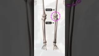 Types of SYNOVIAL JOINT Hinge Ball amp Socket  OCR GCSE PE  The SKELETAL System 11 [upl. by Llevaj]