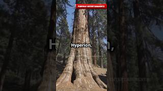 Tallest tree ever  Hyperion  shorts new information nature forest [upl. by Hertzfeld]