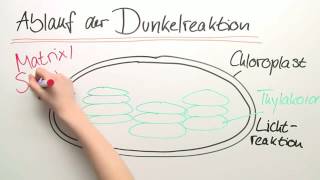 PHOTOSYNTHESE  DIE LICHTUNABHÄNGIGE REAKTION  Biologie  Stoffwechselbiologie [upl. by Fachini405]