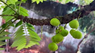 4K ULTRA HD  Star Gooseberry  Phyllanthus acidus starberry   Free Stock Footage [upl. by Keelin212]