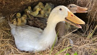 New 60Duckling Hatching Eggs With Two Duck Mum  Pekin Duck Hatching From Eggs [upl. by Januarius998]