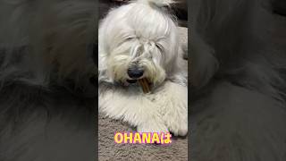 WHIMZEES ハミガキトリーツ dog 大型犬 whimzees オールドイングリッシュシープドッグ oldenglishsheepdog agility おやつ もふもふ [upl. by Ytissac]