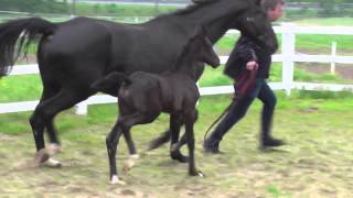 wwwreitschulesandbrinkde SANTO DOMINGO foal Dressage [upl. by Ever]