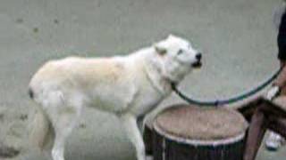 The Real Call of the Wild Arctic Wolf at San Diego Zoo Howling Wolves [upl. by Wheeler]