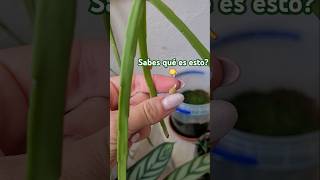 Recolectando SEMILLAS de RHIPSALIS 😃 y han brotado antes de lo que esperaba 🤪 plantas [upl. by Hairym]