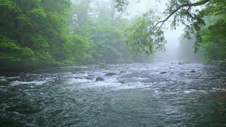 Green Forest River Flowing in Rainy Weather Nature Sounds Forest River White Noise for Sleeping [upl. by Vallery]