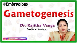 Gametogenesis  Introduction to Embryology [upl. by Ecerahc959]