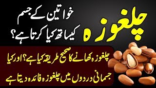 Benefits Of Pine Gerardiana Seeds Chalghuza K Fayde Urdu Hindi  Urdu Lab [upl. by Ellehsat]