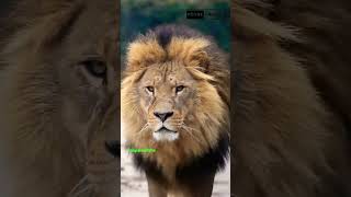 le règne animal  La vie secrète des lions sauvages 🌍🦁 documentaire animalier shorts lion [upl. by Voorhis463]