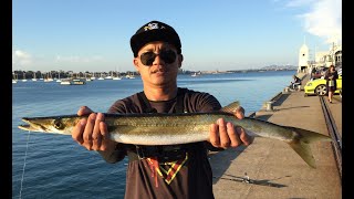 GEELONG CUNNINGHAM PIER FISHING MONSTER SNOOK AND WHITING [upl. by Melloney]