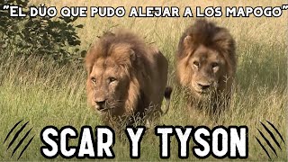 SCAR Y TYSON  POR esto DEBES RESPETAR a los LEONES [upl. by Odnomyar]