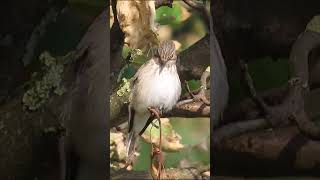 Spotted Flycatcher short wildlife ramsgate nature [upl. by Miof Mela156]