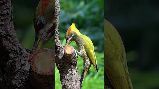 Lesser Yellownape in Golden Morning Light  A Stunning Woodpecker of India [upl. by Strader608]