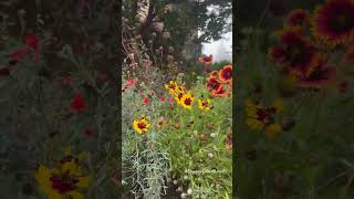 Peaceful Morning in Garden thepeacefulearthshorts thepeacefulworldearth shorts youtubeshorts [upl. by Haldas]