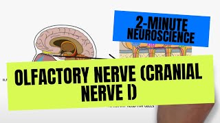 2Minute Neuroscience Olfactory Nerve Cranial Nerve I [upl. by Erinna]