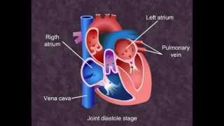 Cardiac Cycle  Body Fluids and Circulation Class XI Meritnationcom [upl. by Winslow774]