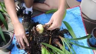 Preparing Amaryllis for Dormancy [upl. by Creedon534]