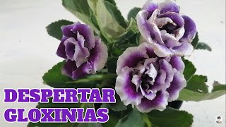 Gloxinia snningia cultivo como despertar bulbos chuyito jardinero [upl. by Myers286]