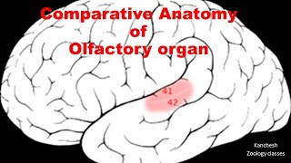 57 comparative anatomy of olfactory organ in vertebrates [upl. by Nwhas]