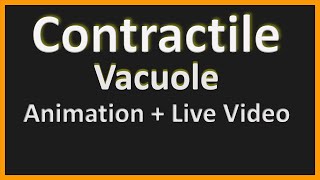 Contractile Vacuole Working Mechanism  Animation amp Live Video [upl. by Bathsheba]