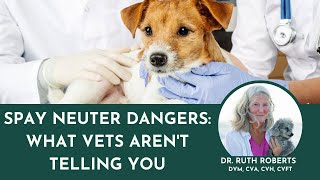 Is Your Pet at Risk Discover the Hidden Dangers of SpayNeuter Syndrome [upl. by Gaskins]