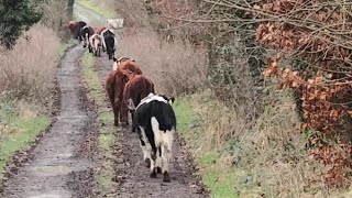 A quiet cattle drive on a country lane regenerative farming on trail in Ireland [upl. by Mccoy521]